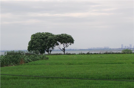 钻石地毯莲花岛稻田