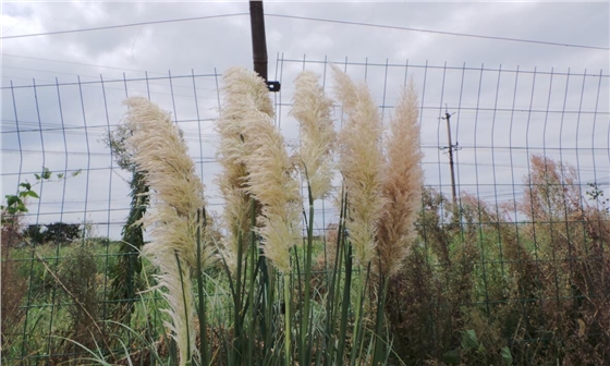 钻石地毯莲花岛芦苇