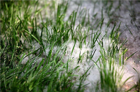 钻石地毯 人造草坪 除雪